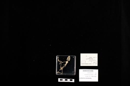 Ptyodactylus hasselquistii