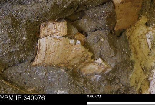 Corbicula sp.