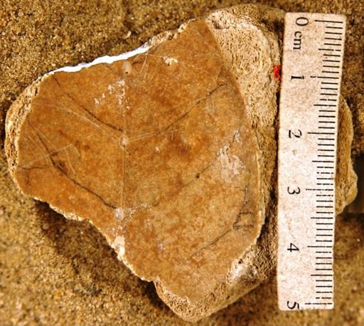 Coccoloba simulans