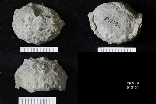 Megistocrinus sp.