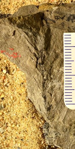 Asterophyllites sp.