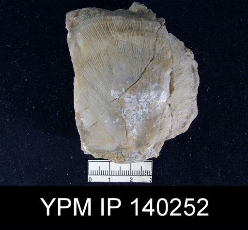Derbya sp.