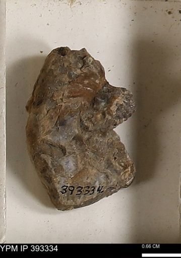 Scaphites sp.