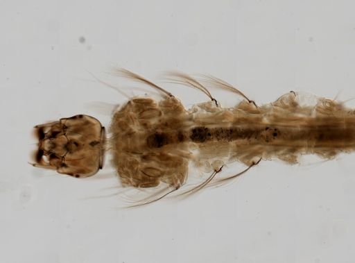 Anopheles