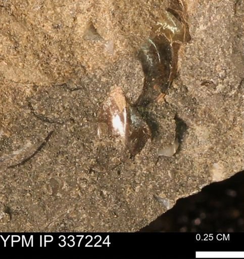 Scaphitidae?