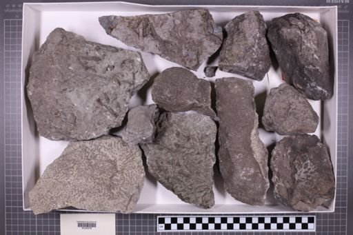 mixed taxa, stratigraphic collection