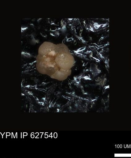 undet. Foraminiferida