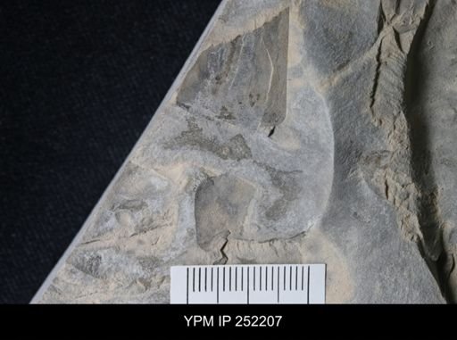 Eurypterus sp.