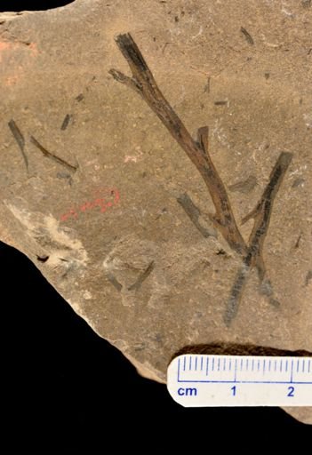 Hostinella sp.