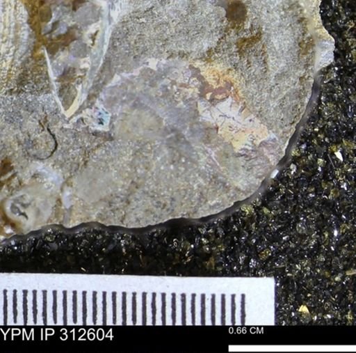 undet. Bivalvia