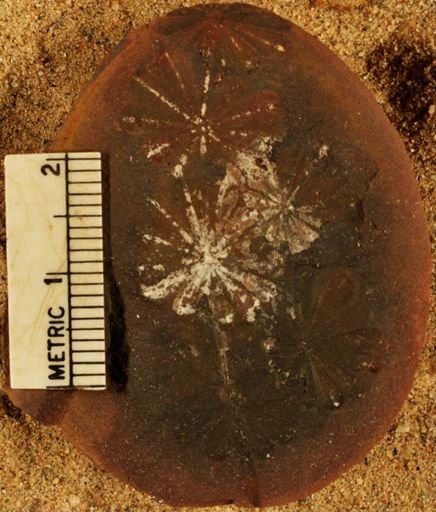 Annularia sphenophylloides
