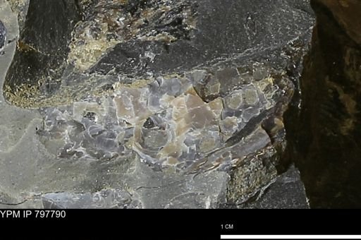 undet. Mollusca