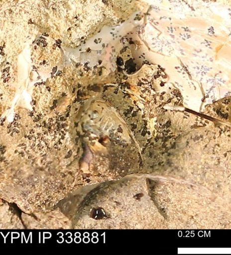 Limopsis?