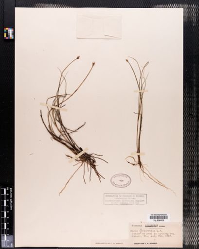 Carex chordorrhiza