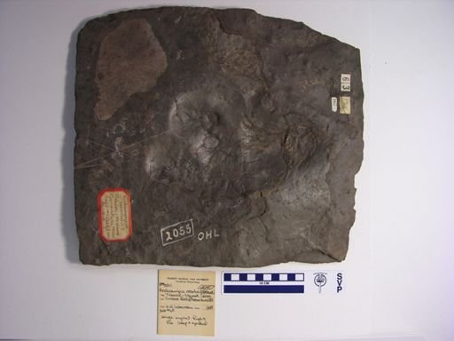 Anchisauripus exsertus