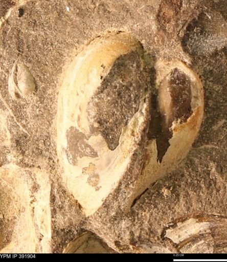 Protocardia sp.