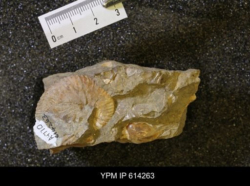 undet. Scaphitidae