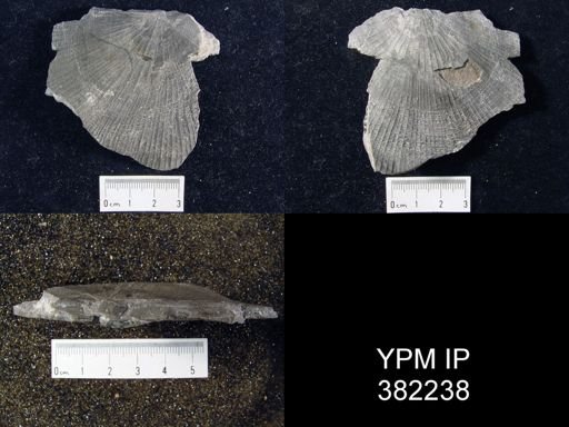 Derbyia crassa