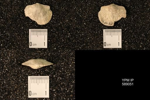 Dinorthis subquadrata
