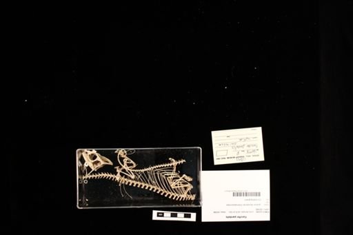 Furcifer pardalis