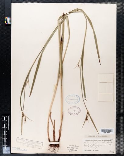 Scleria triglomerata