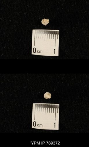undet. Bryozoa