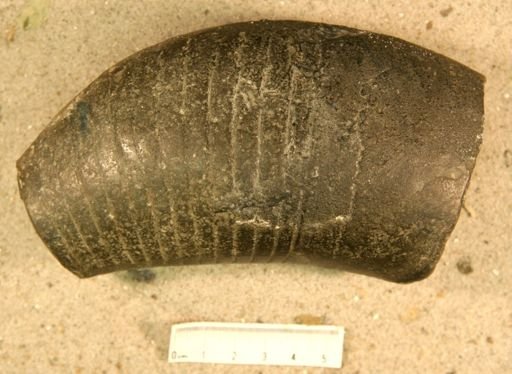 Beloitoceras magisterium