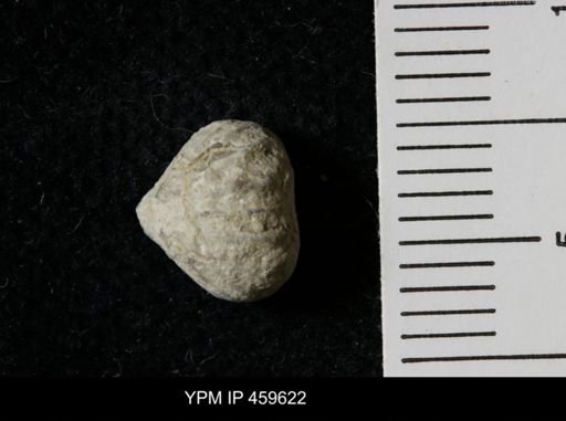 Wellerella osagensis