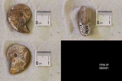 undet. Scaphitidae