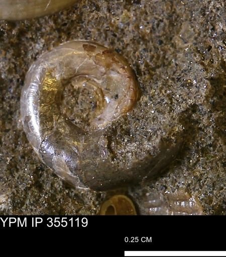 undet. Ammonoidea