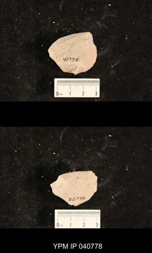 Ephemeroptera