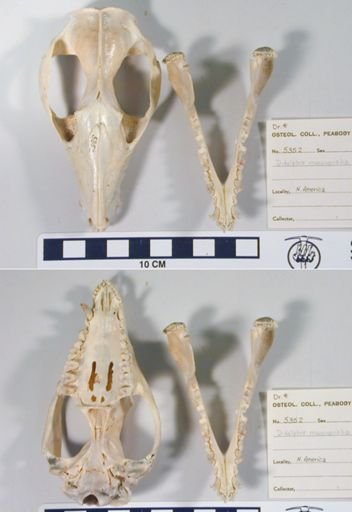 Didelphis virginiana