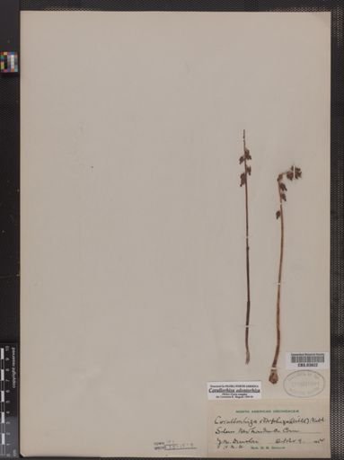 Corallorhiza odontorhiza