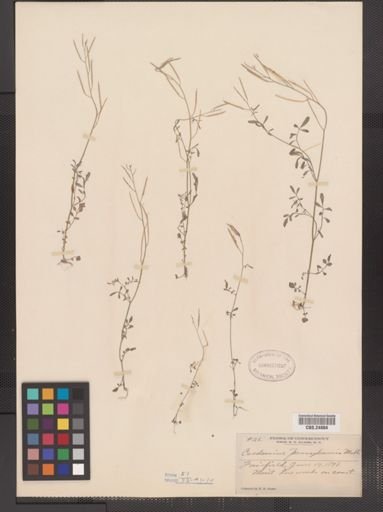 Cardamine pensylvanica