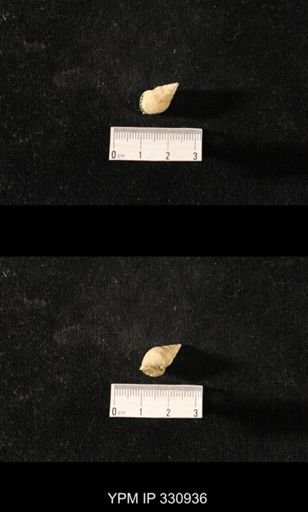 Sphaerodoma nr. intercalaris