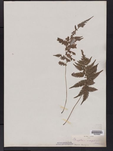 Dryopteris