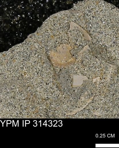 undet. Mollusca