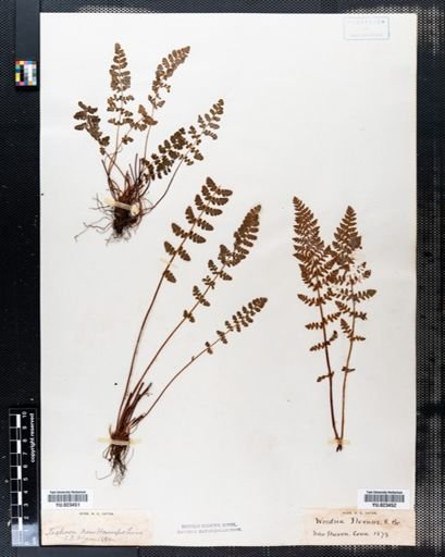 Woodsia ilvensis