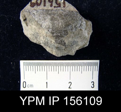 Strophomena fluctuosa gamachiana