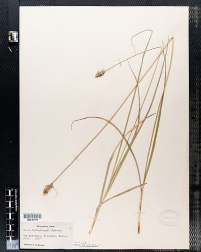 Carex muehlenbergii