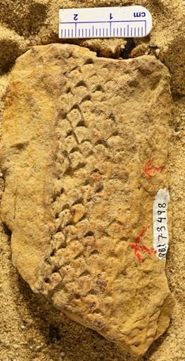 Lepidodendron sp.