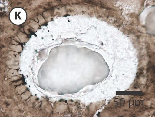 Variomargosphaeridium gracile
