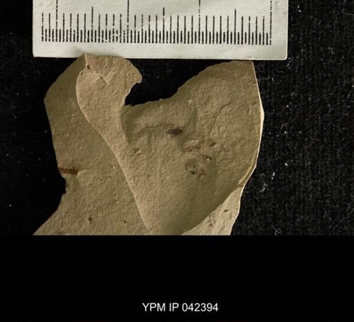 undet. Hexapoda