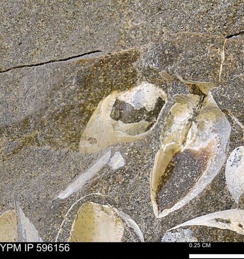undet. Mollusca