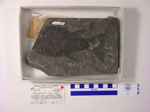 Semionotidae