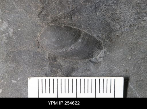 Bivalvia