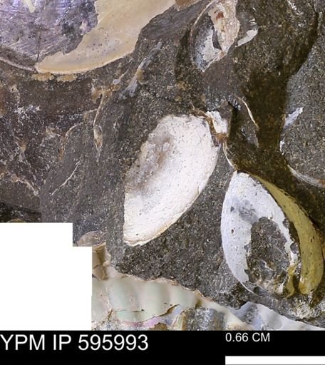 undet. Mollusca
