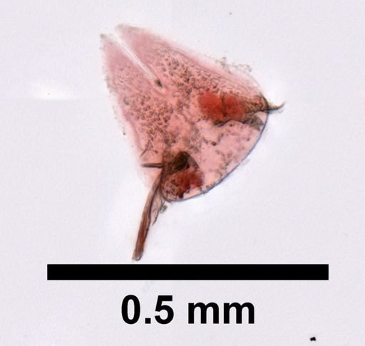Andaniotes