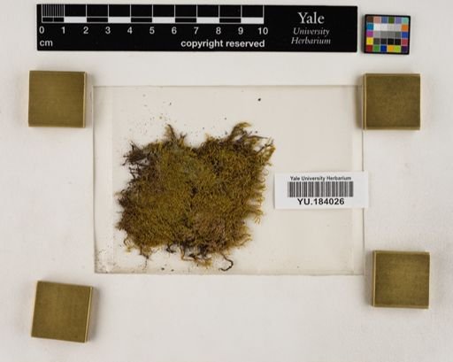 Plantae