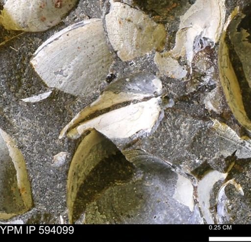 Limopsis? striatopunctatus